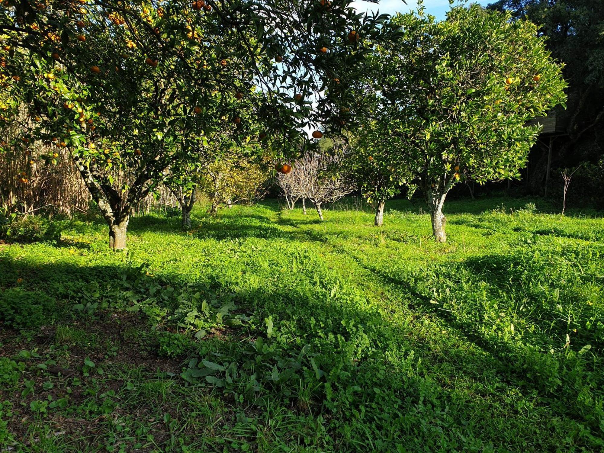 Quinta De Sao Pedro Vila Sobreda Exterior foto